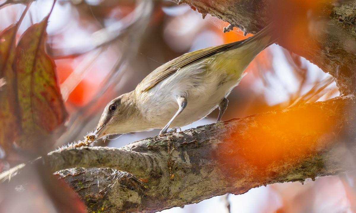 Viréo aux yeux rouges - ML642624712