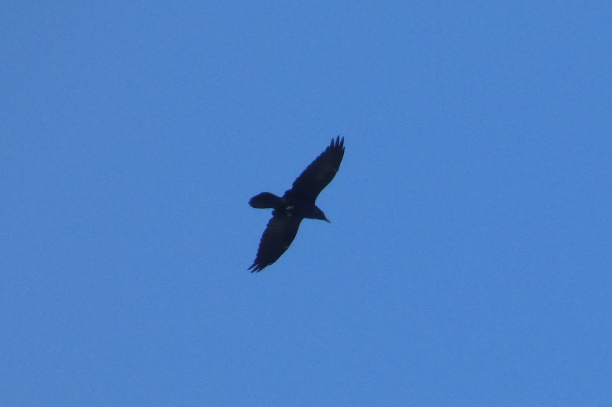 ravn - ML642624726