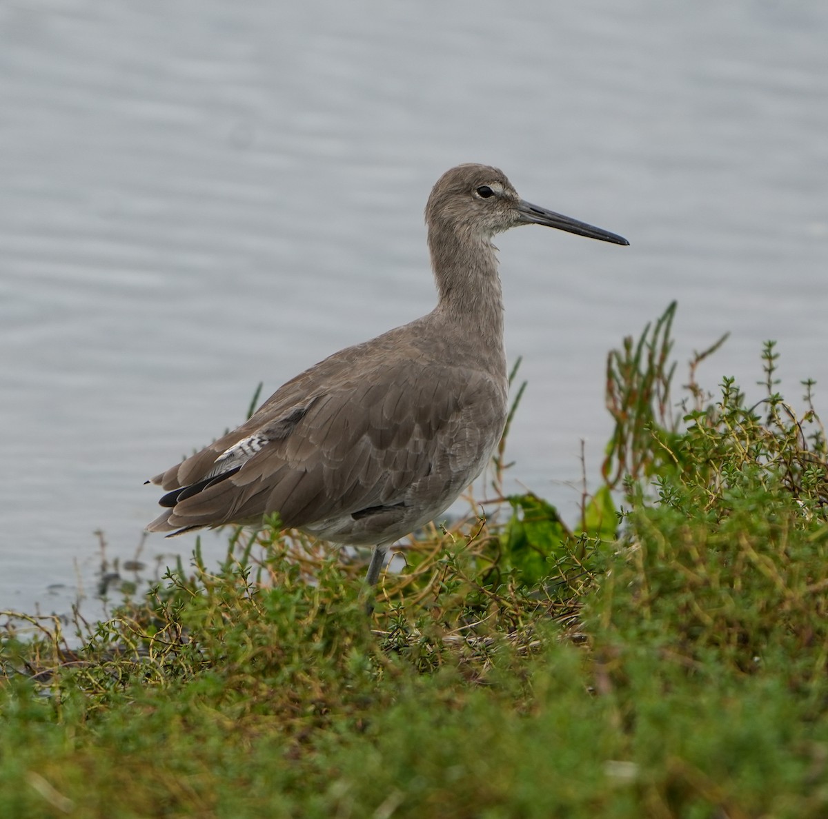 Willet - ML642624730