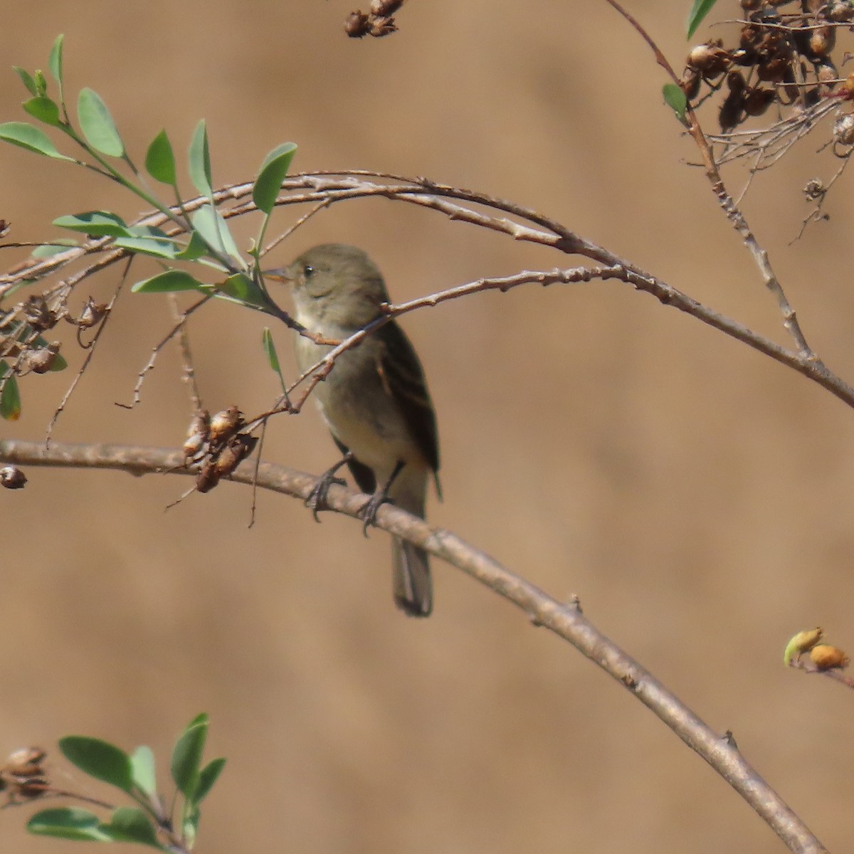 Willow Flycatcher - ML642624732