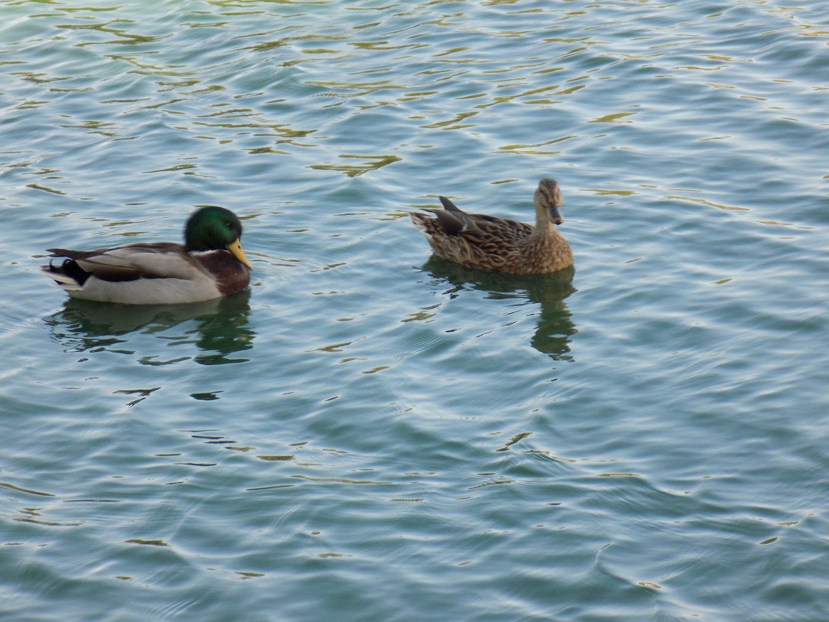 Mallard - ML642624735