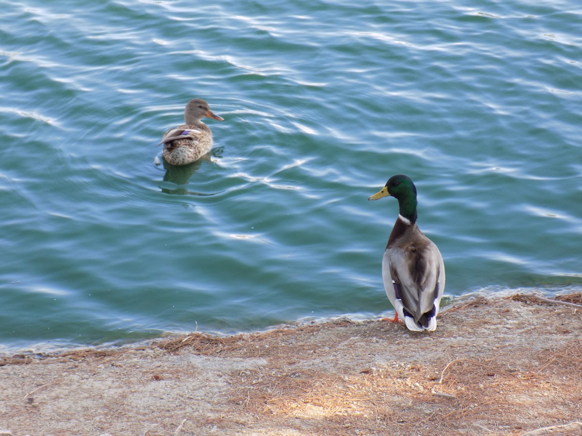 Mallard - ML642624736