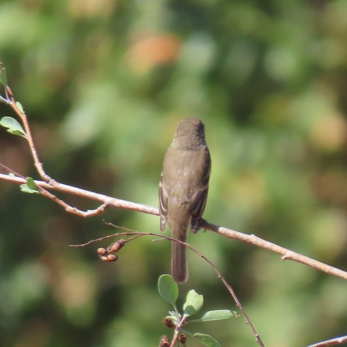 Willow Flycatcher - ML642624749