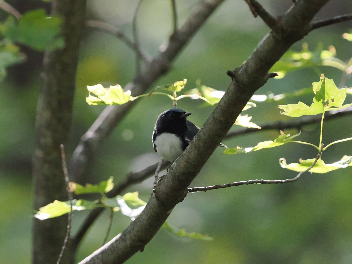 Black-throated Blue Warbler - ML642624754