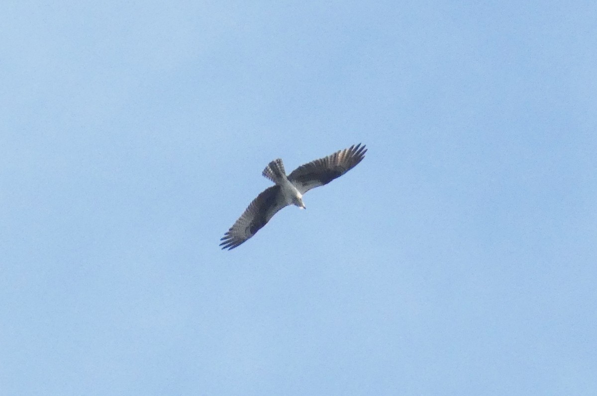 fiskeørn - ML642624788