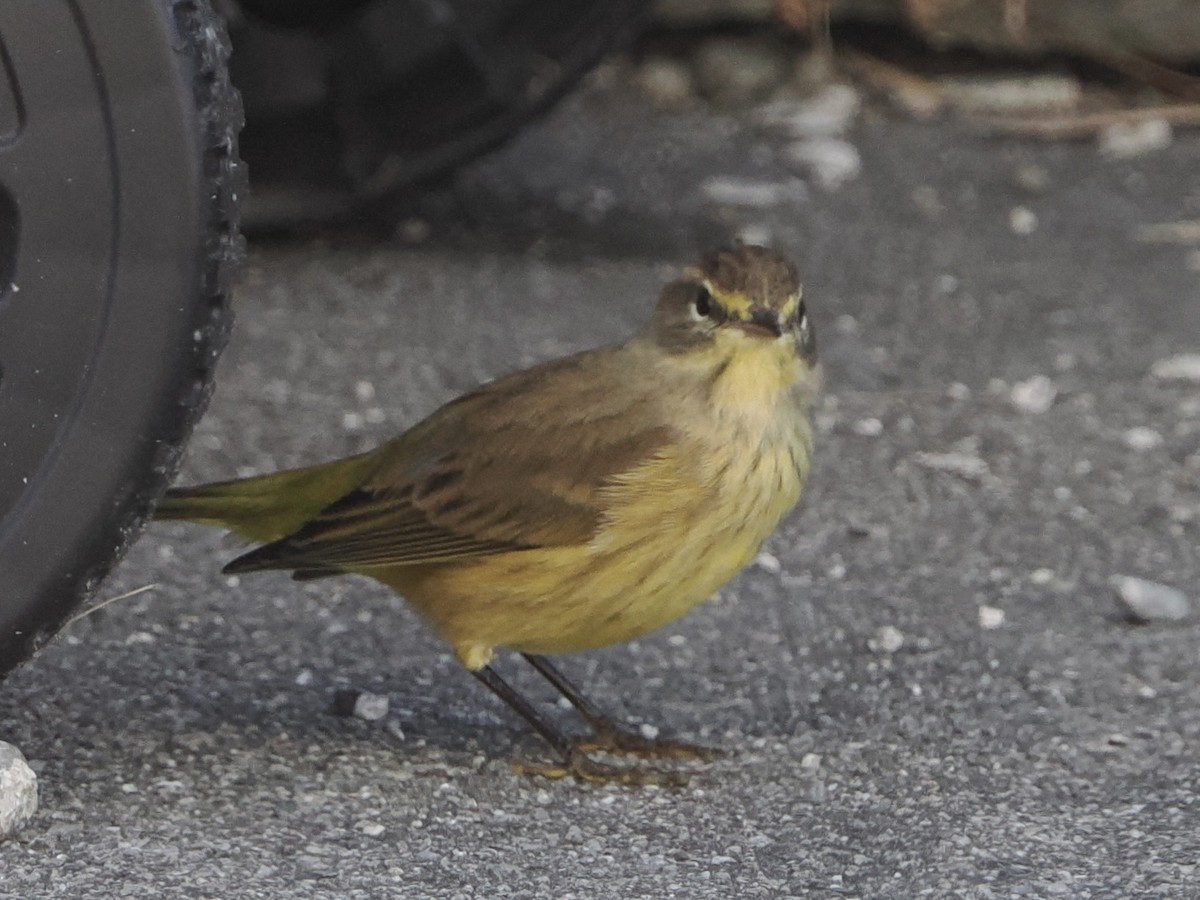 Palm Warbler - ML642624809