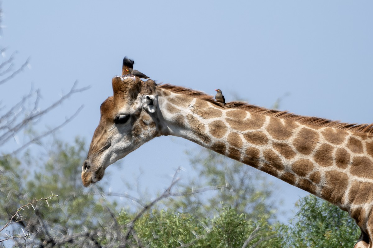 Yellow-billed Oxpecker - ML642624818