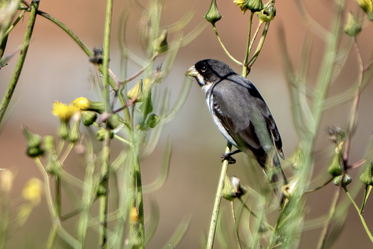 Double-collared Seedeater - ML642624819