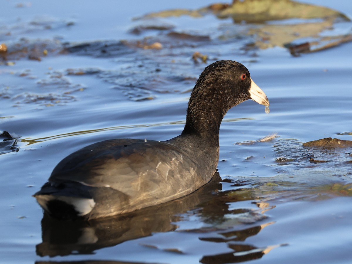 American Coot - ML642624860