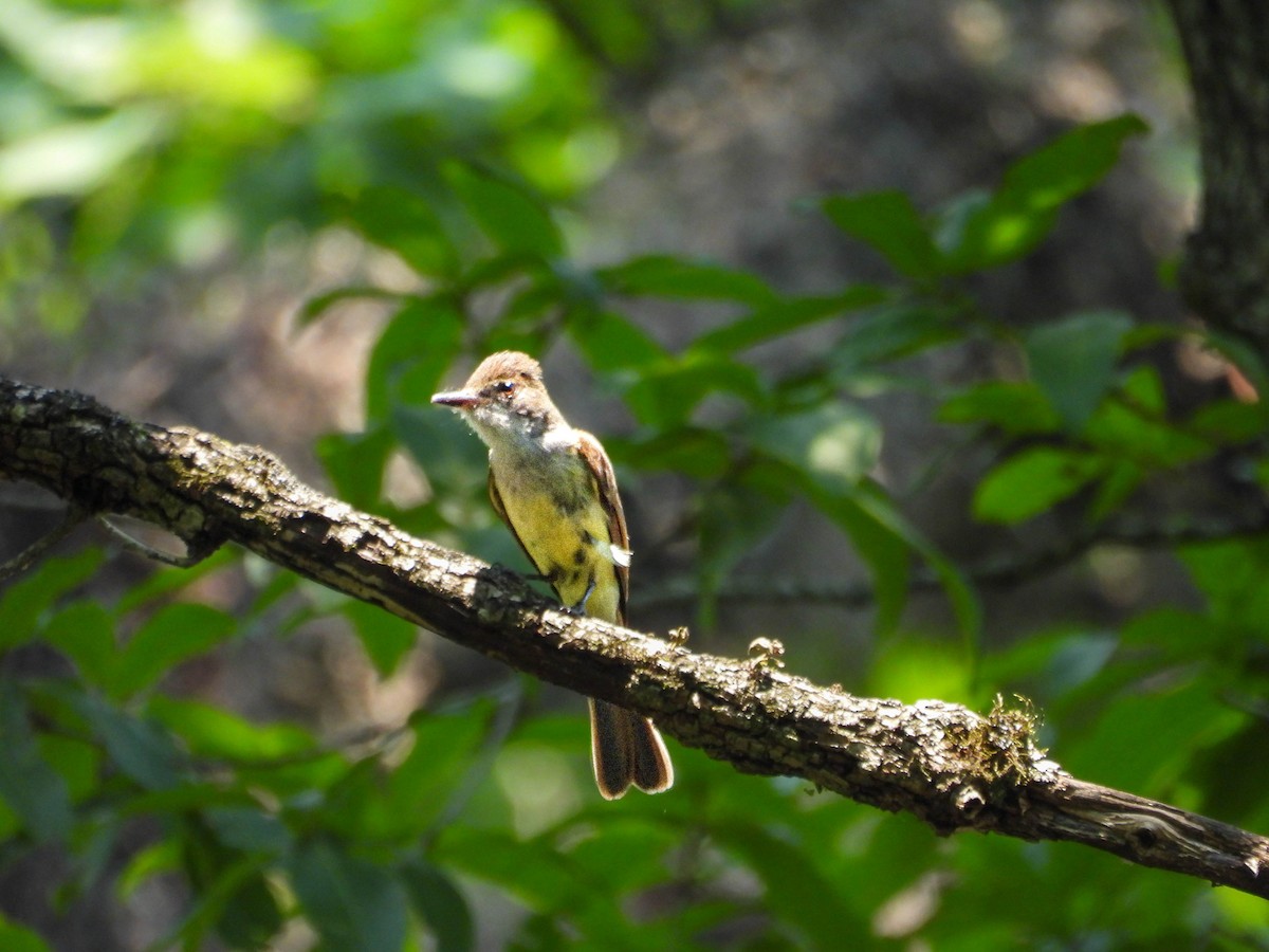 Dusky-capped Flycatcher - ML642624874