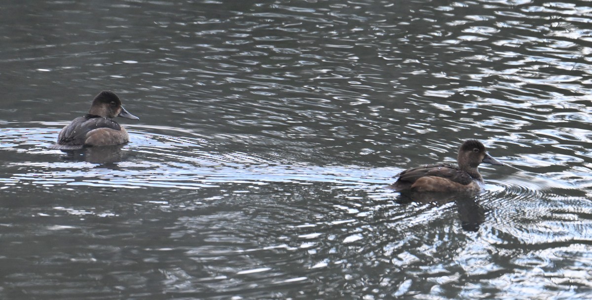 Lesser Scaup - ML642624913