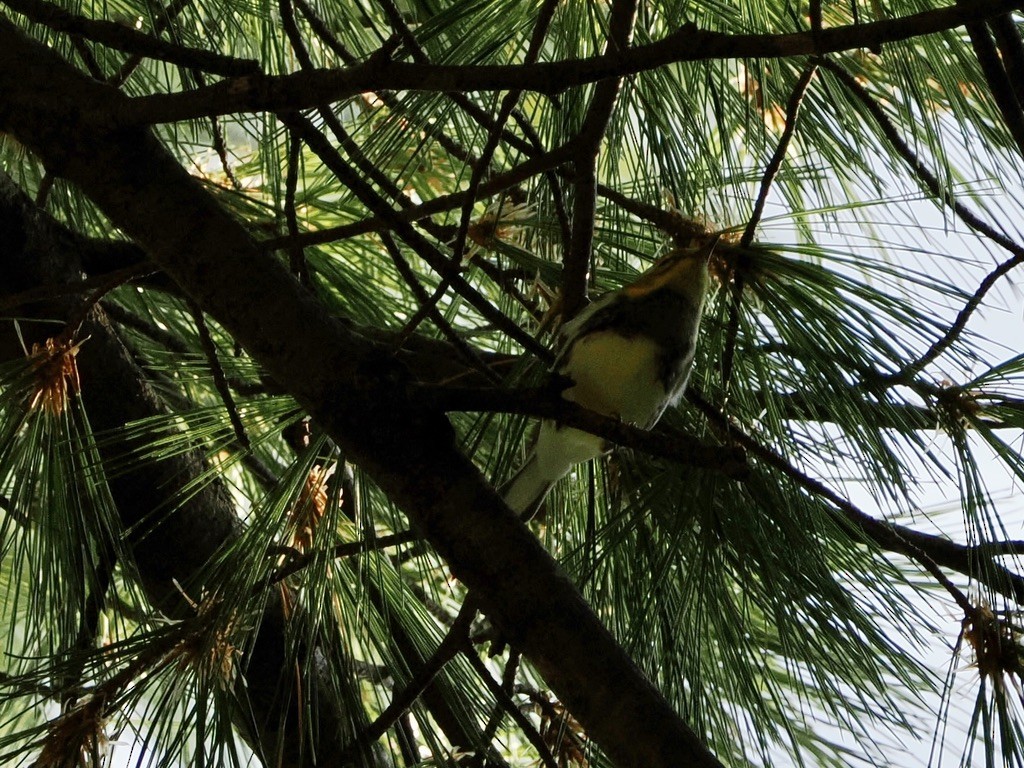 Black-throated Green Warbler - ML642624927