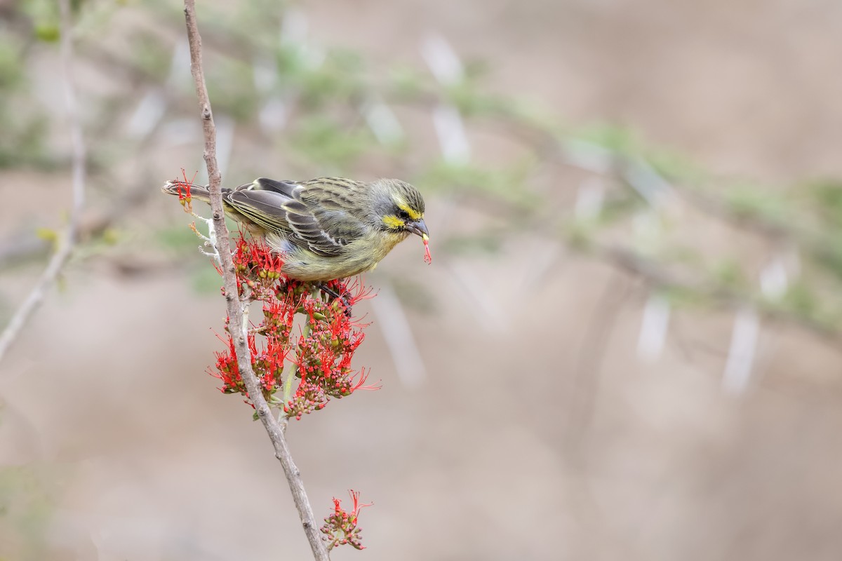 Yellow-fronted Canary - ML642624932