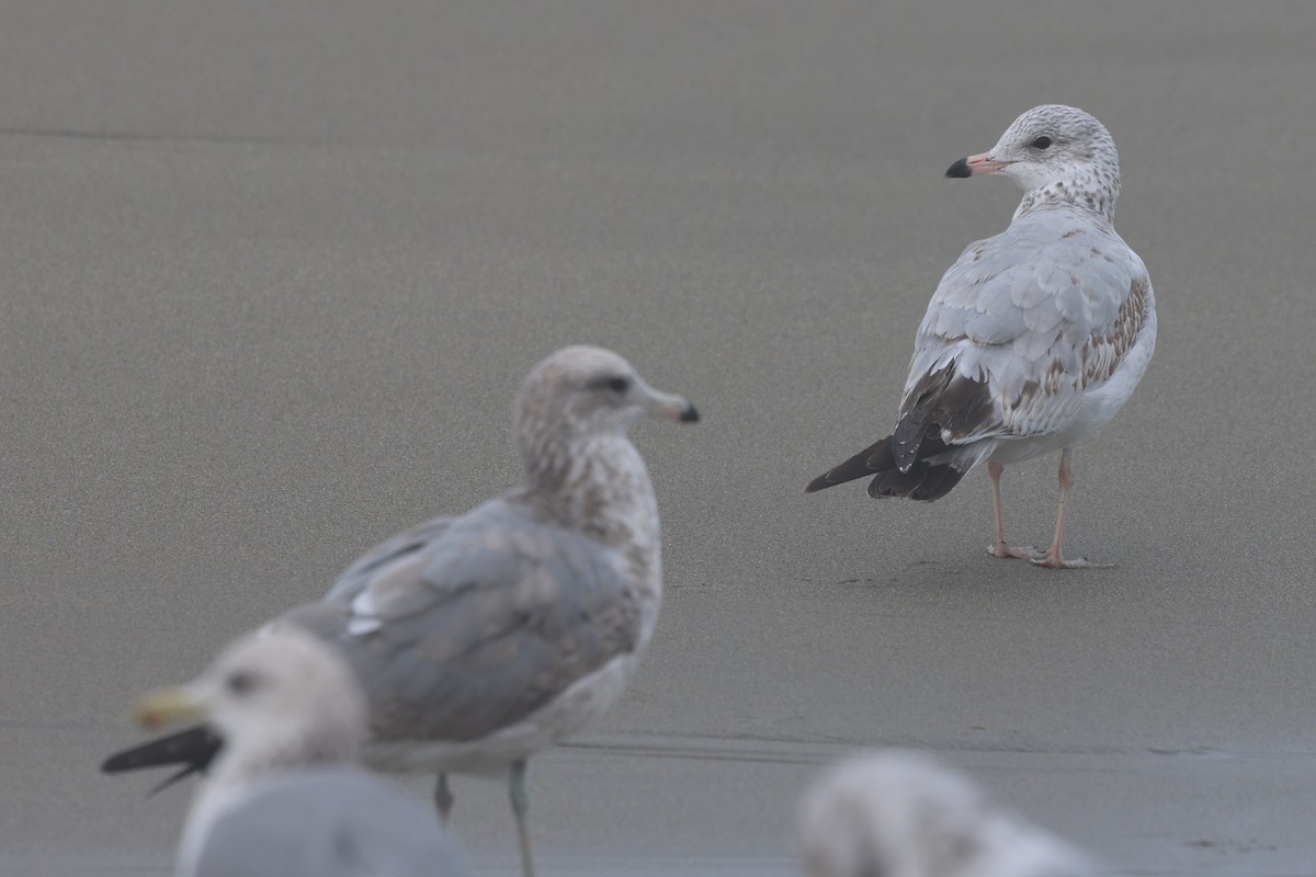 Ring-billed Gull - ML642624945