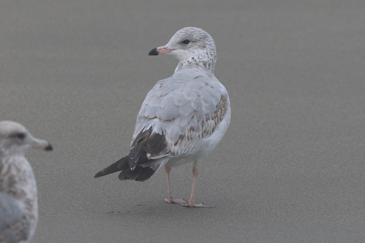 Ring-billed Gull - ML642624946