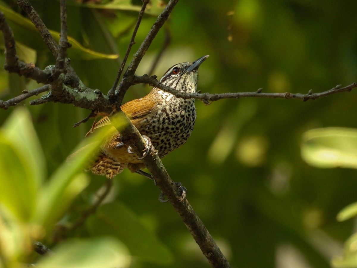 Spot-breasted Wren - ML642624949