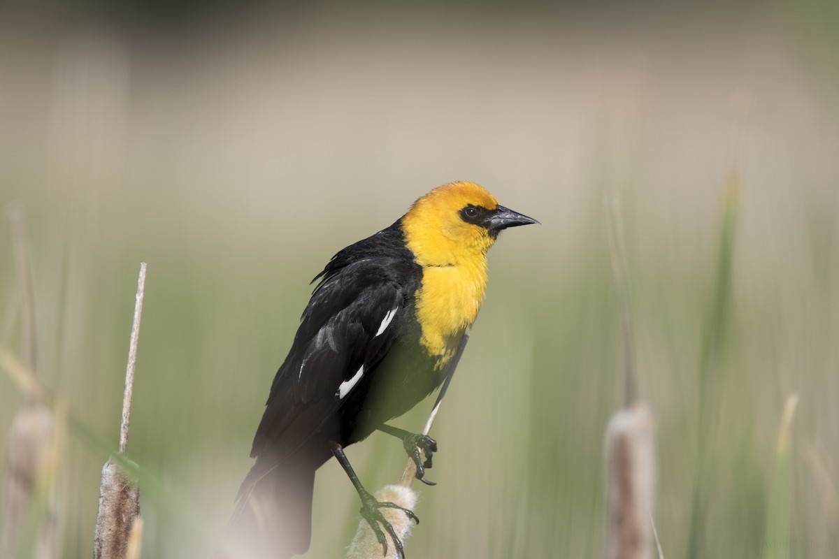 Yellow-headed Blackbird - ML642624952