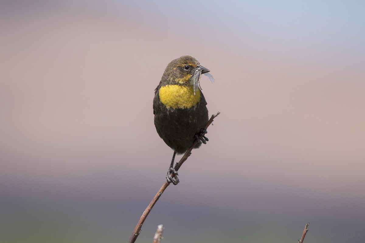 Yellow-headed Blackbird - ML642624953