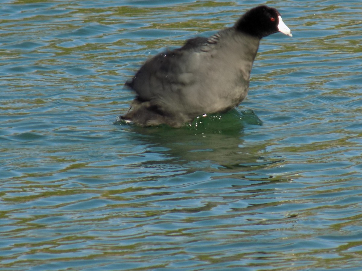 American Coot - ML642624955