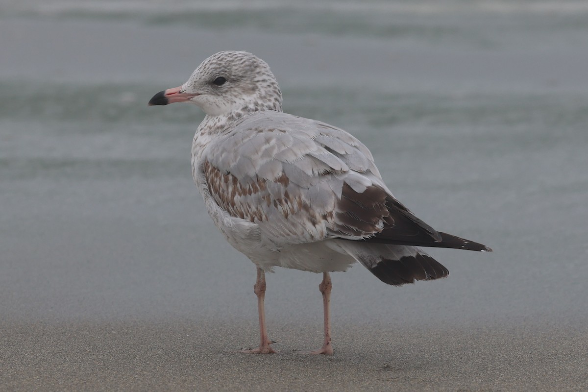 Ring-billed Gull - ML642624970