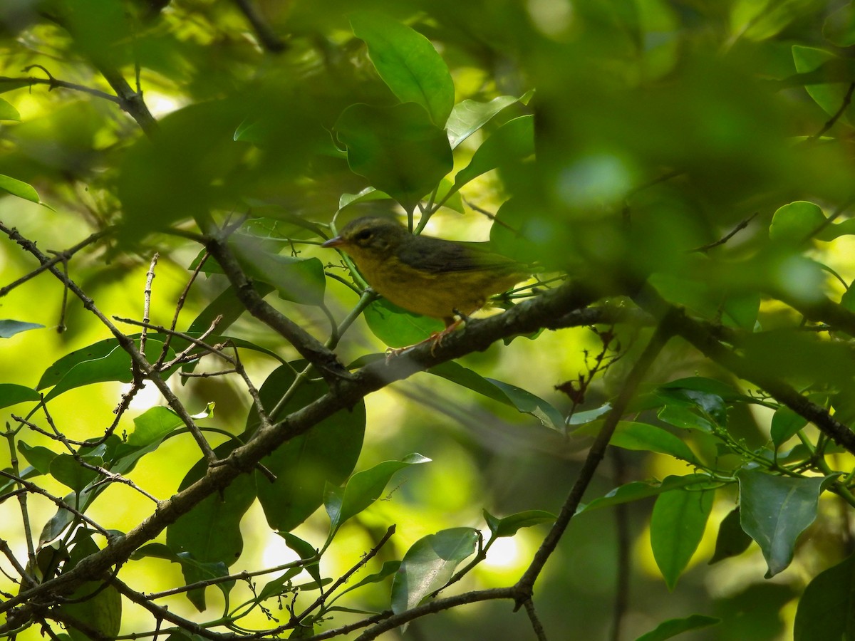 Golden-crowned Warbler - ML642624972