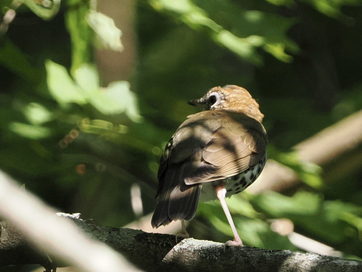 Wood Thrush - ML642624992