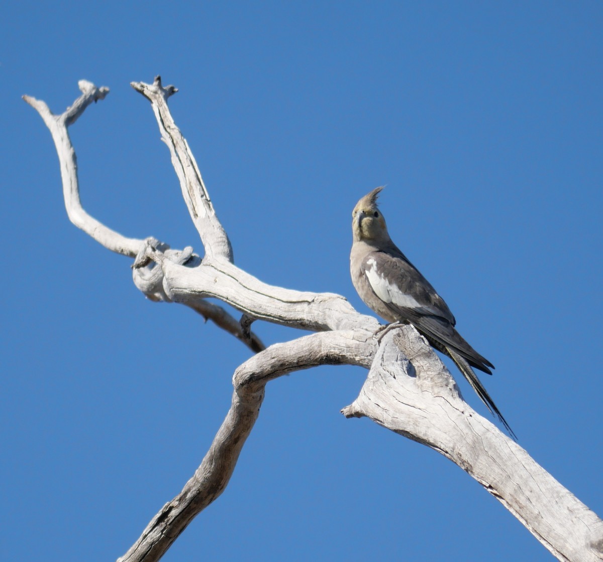 Cockatiel - ML642625018