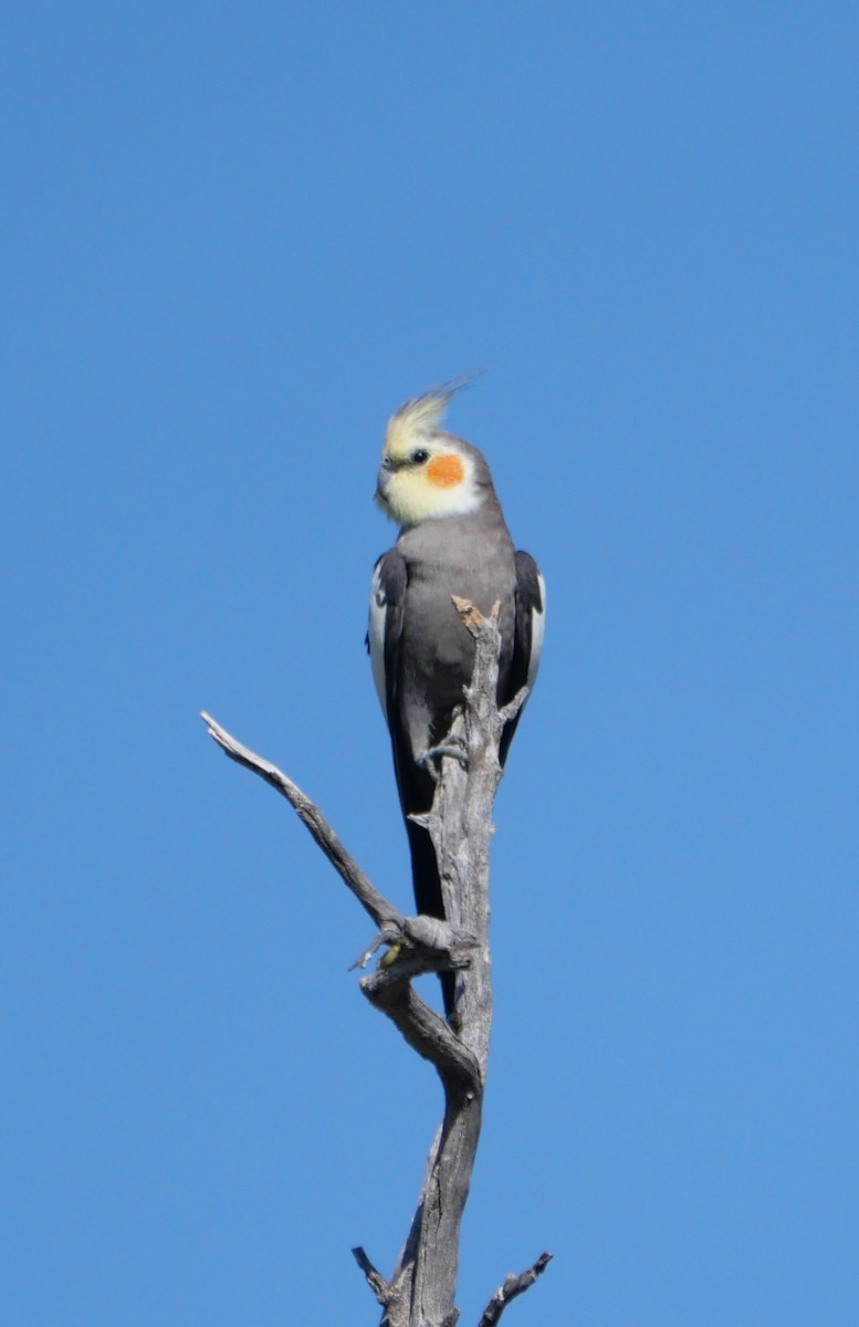 Cockatiel - ML642625019