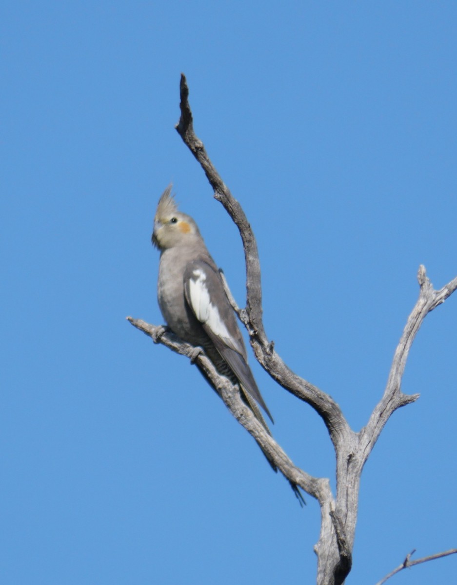 Cockatiel - ML642625020