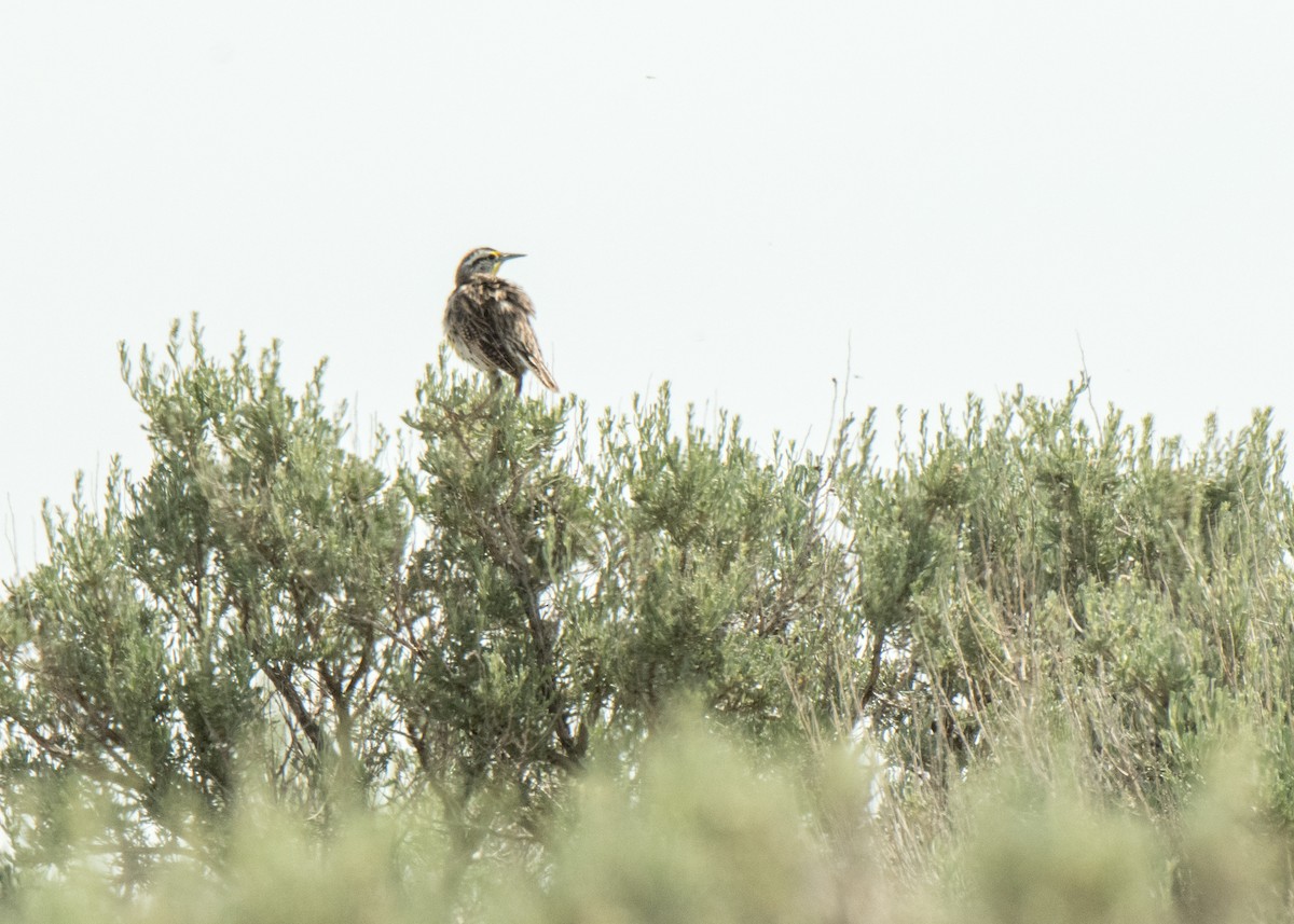 Western Meadowlark - ML642625029