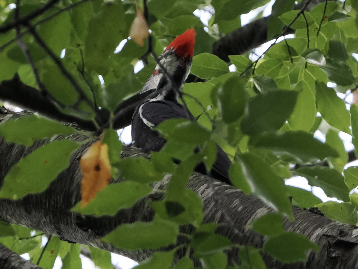 Pileated Woodpecker - ML642625051