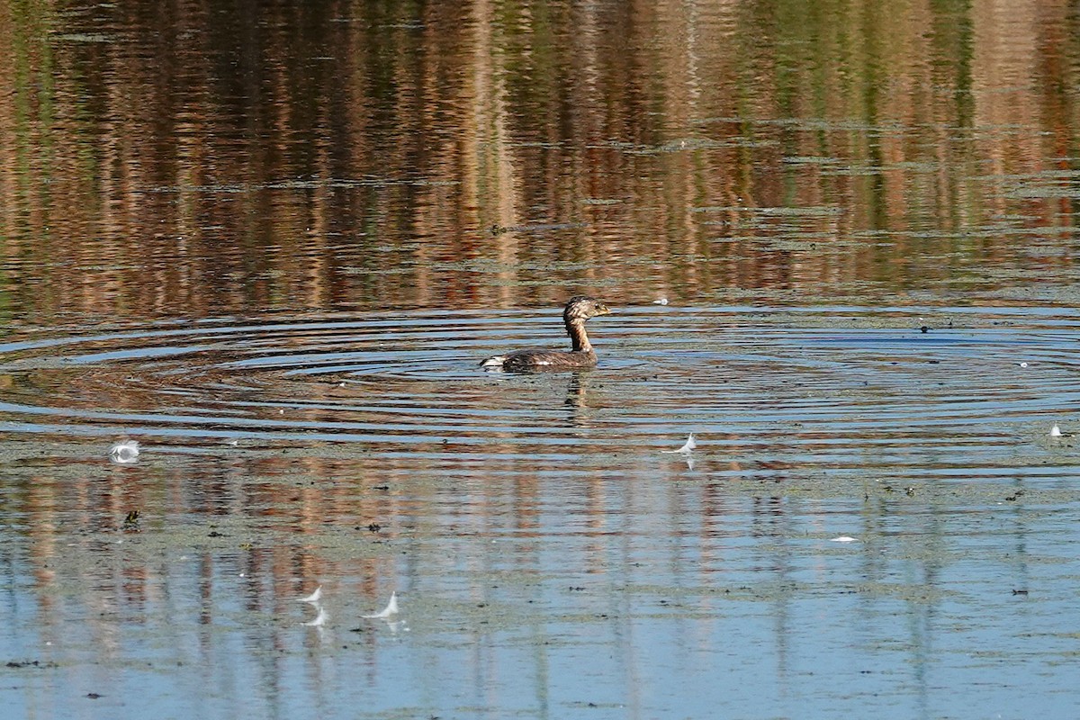 Pied-billed Grebe - ML642625059