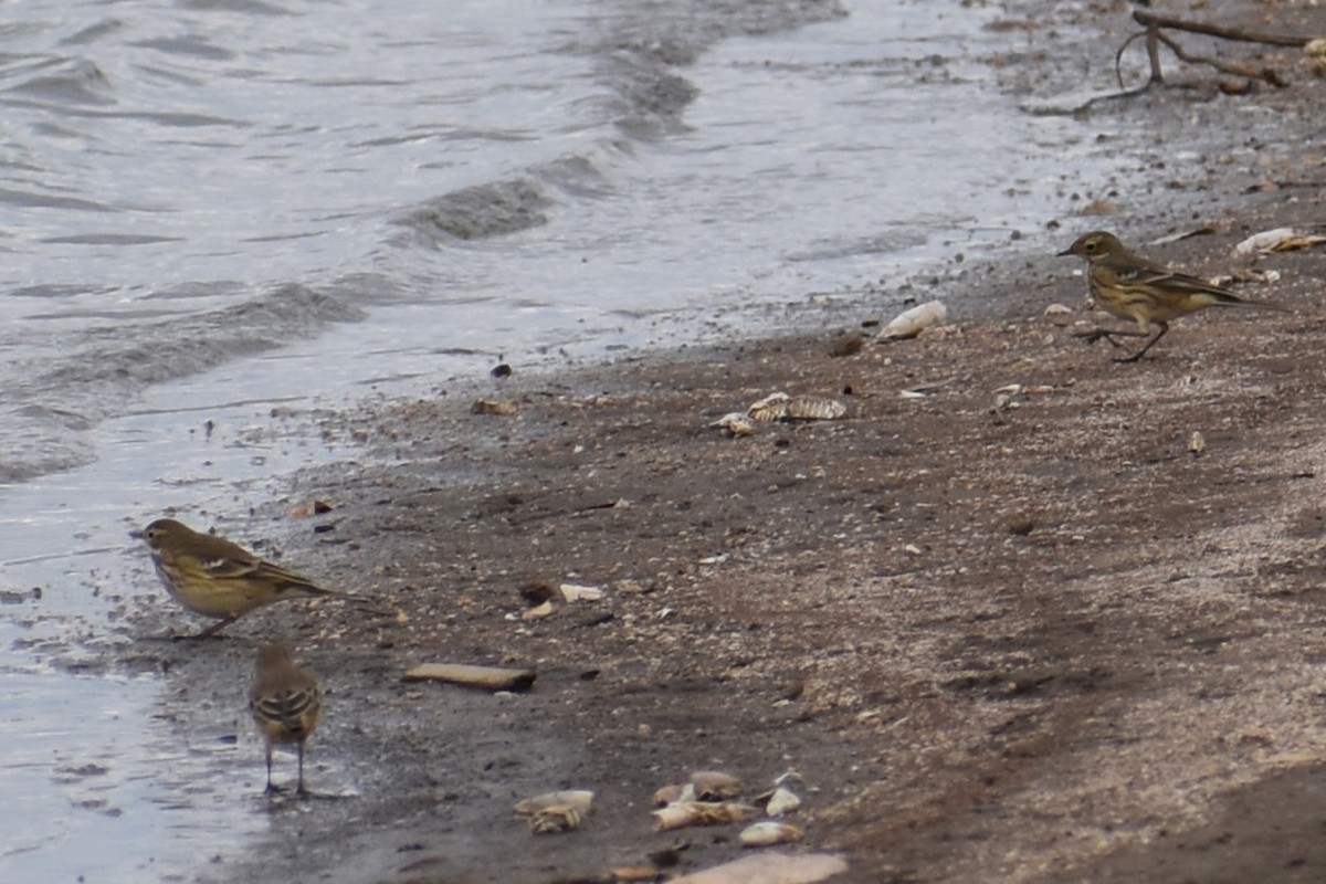 American Pipit - ML642625065