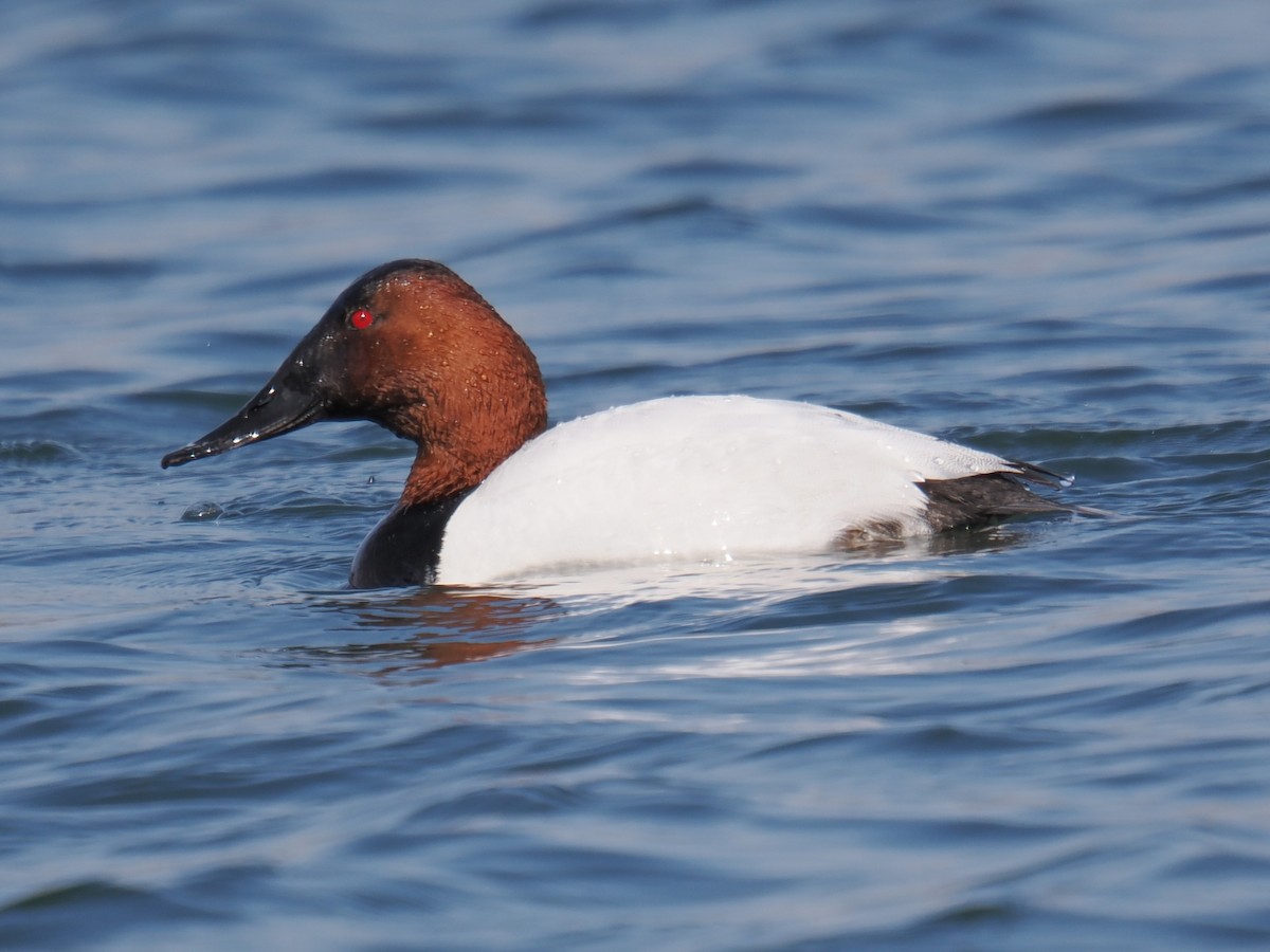 Canvasback - ML642625131