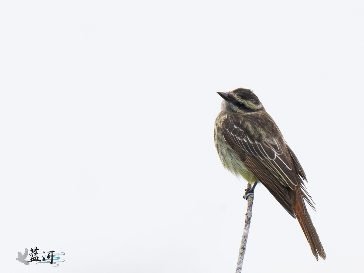 Variegated Flycatcher - ML642625136