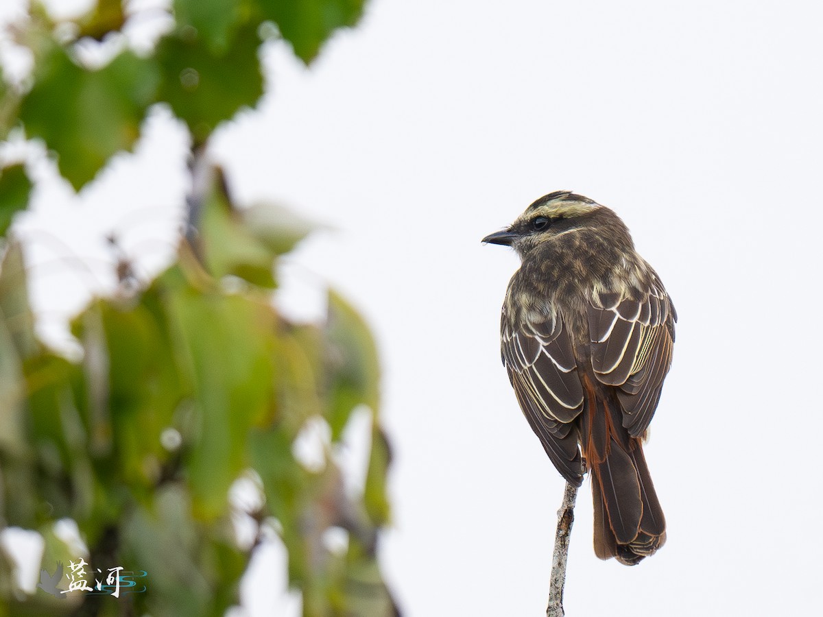 Variegated Flycatcher - ML642625137