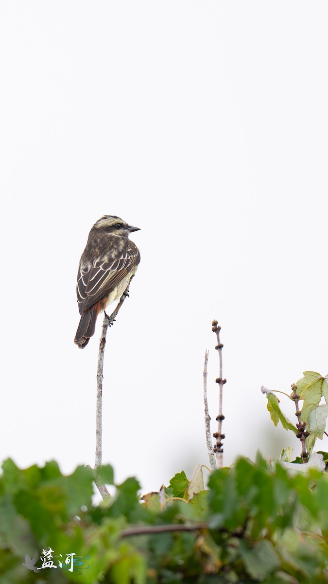 Variegated Flycatcher - ML642625138