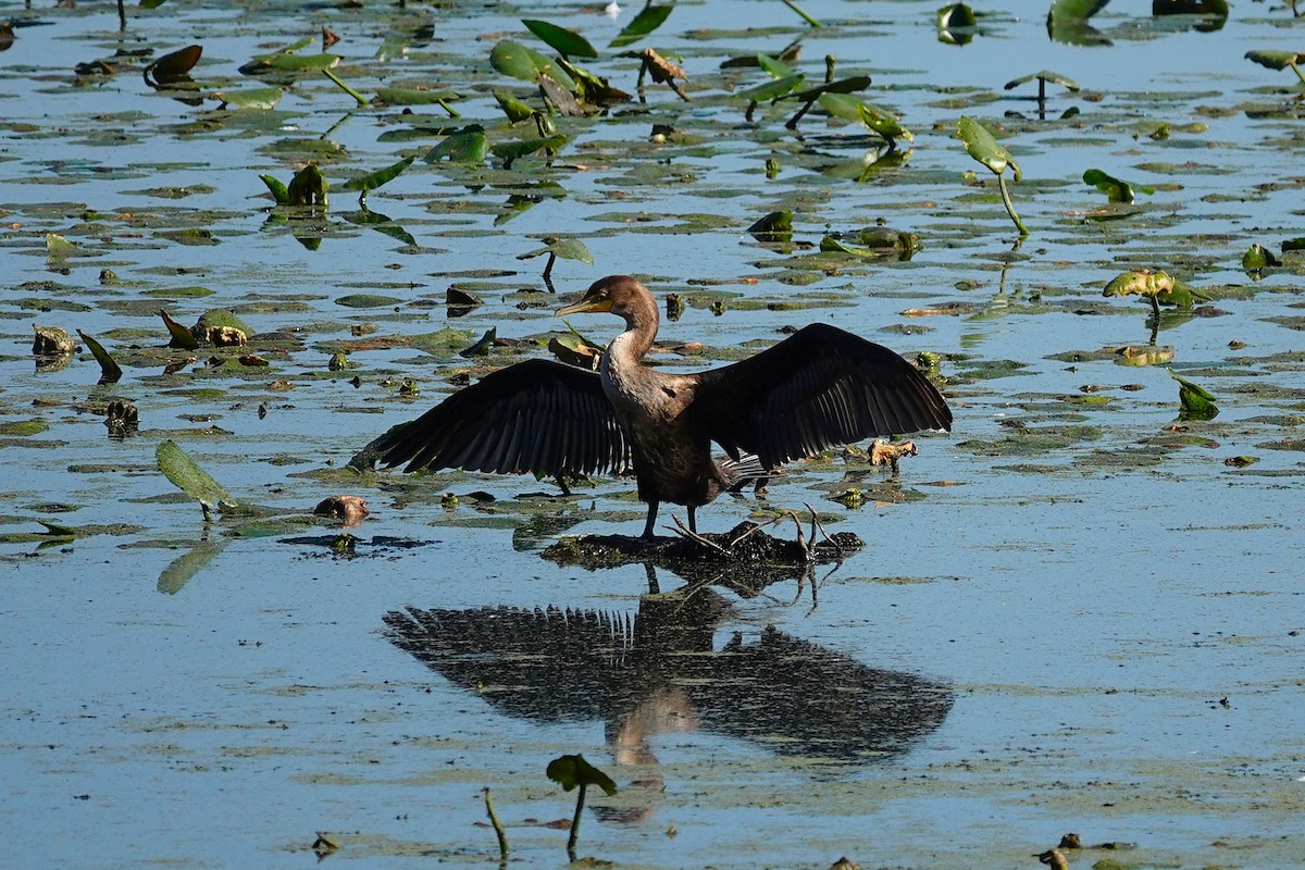 Double-crested Cormorant - ML642625142