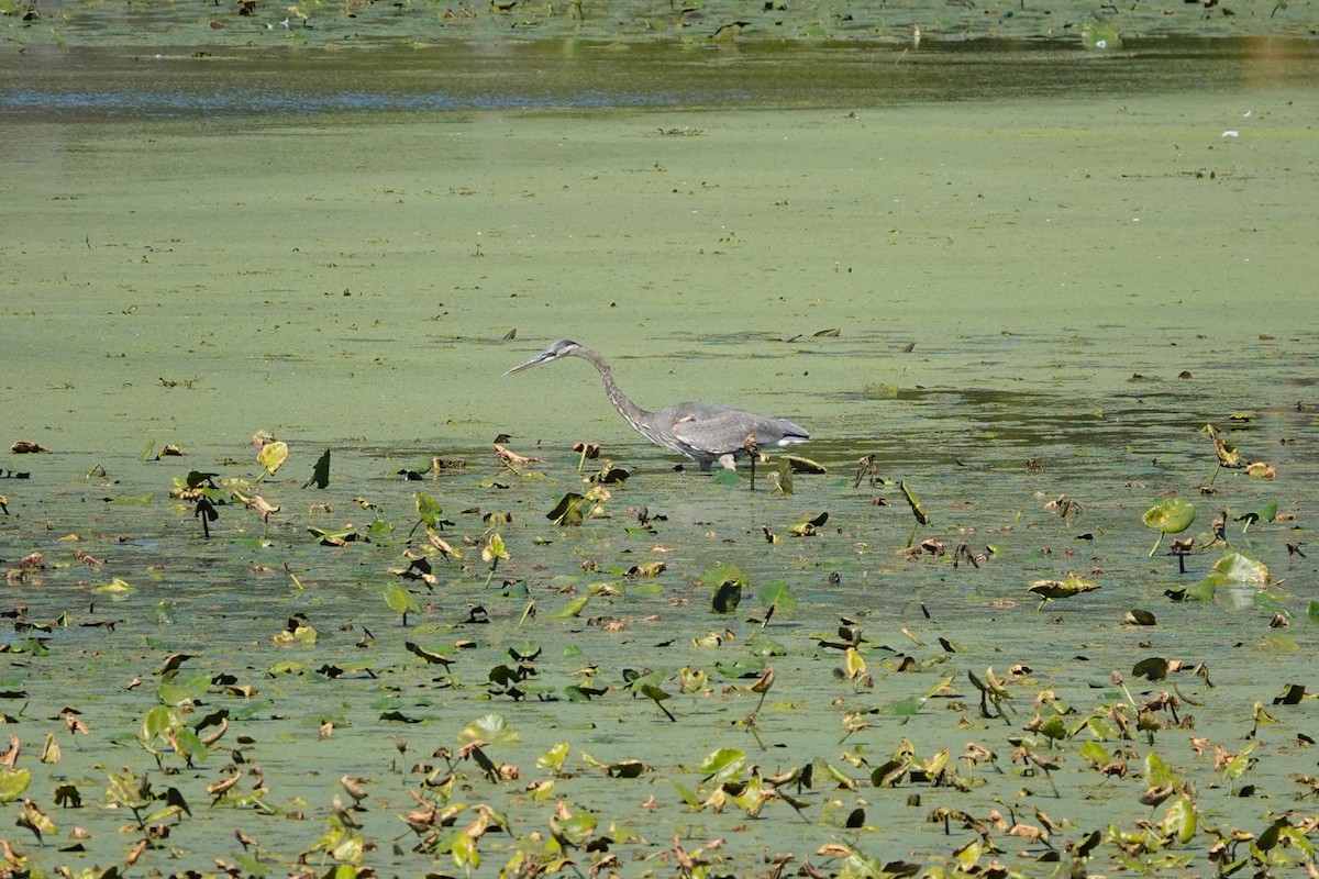 Great Blue Heron - ML642625164