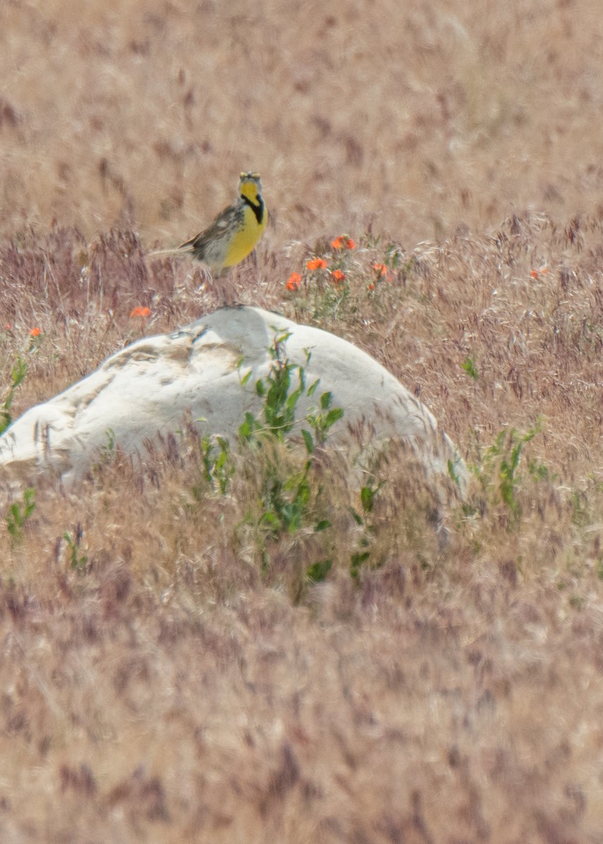 Western Meadowlark - ML642625172