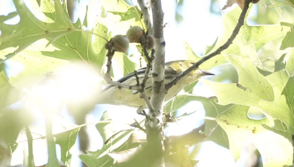Black-throated Green Warbler - ML642625173