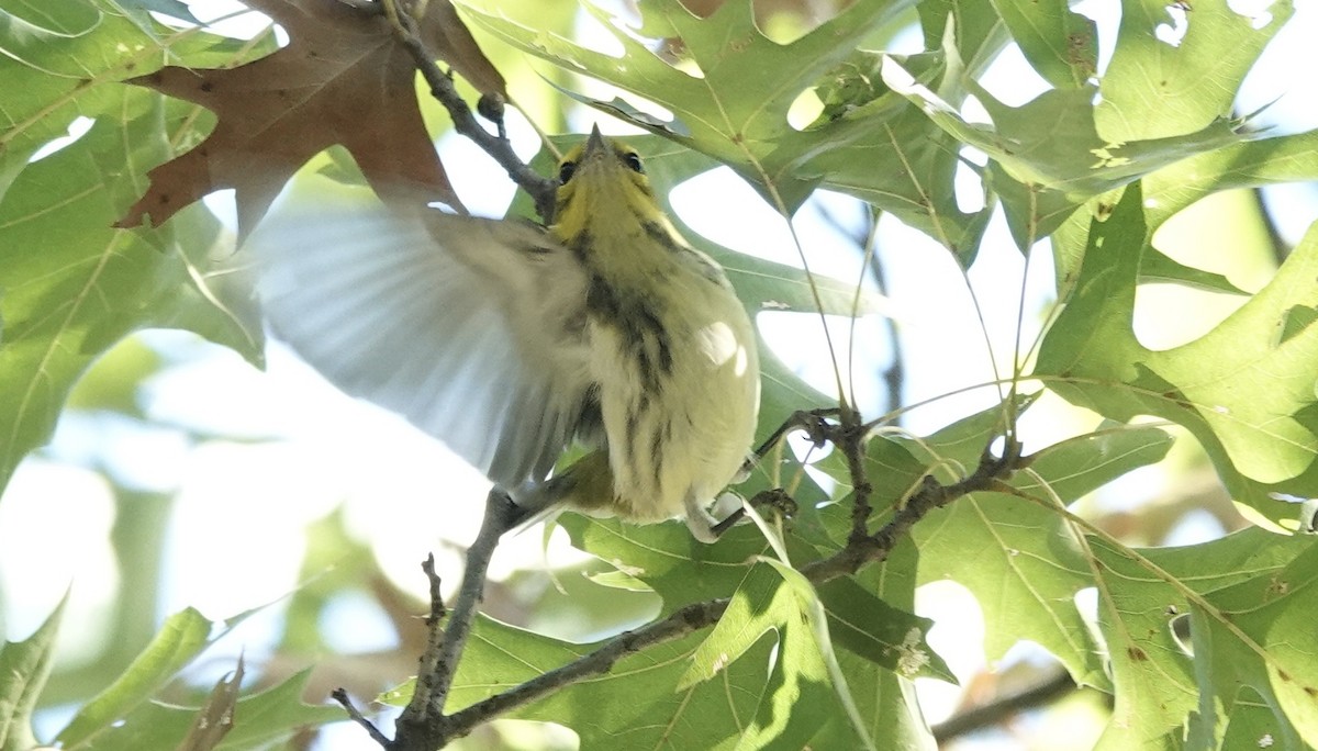 Black-throated Green Warbler - ML642625174