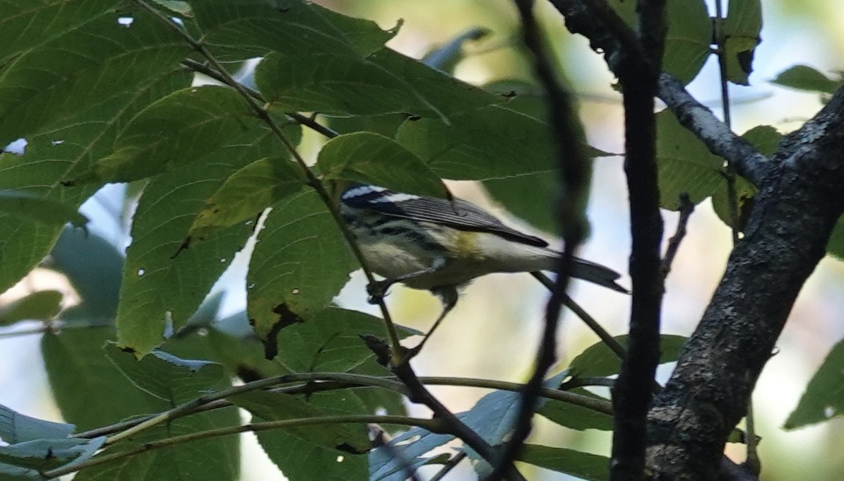 Black-throated Green Warbler - ML642625175