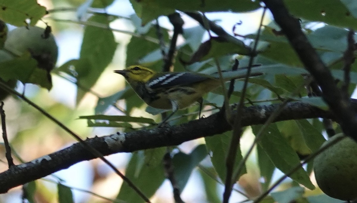Black-throated Green Warbler - ML642625176