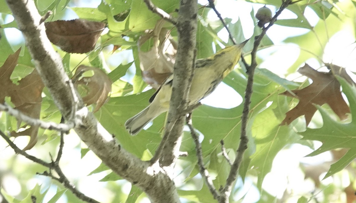 Black-throated Green Warbler - ML642625177
