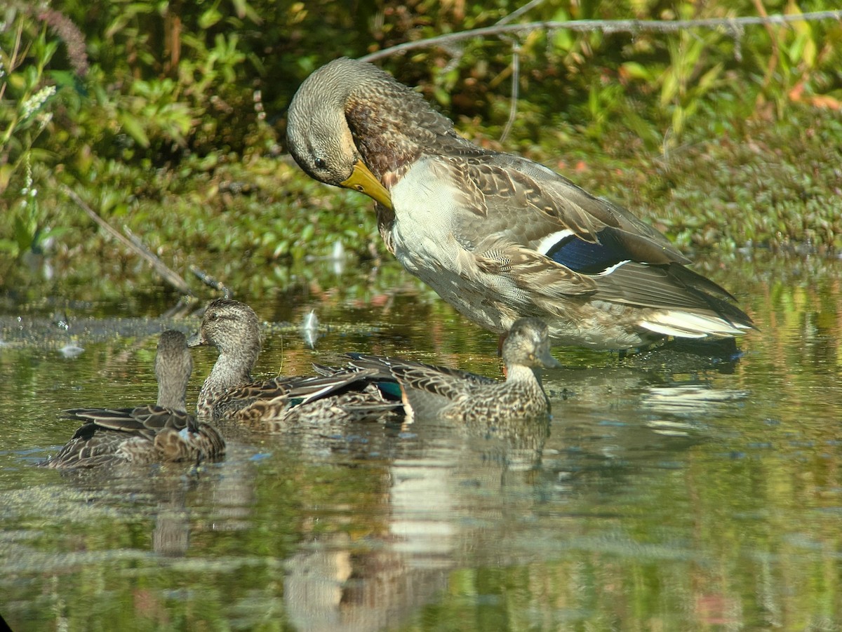 Green-winged Teal - ML642625178