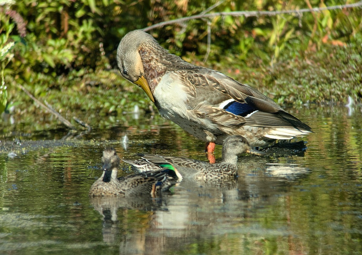Green-winged Teal - ML642625179