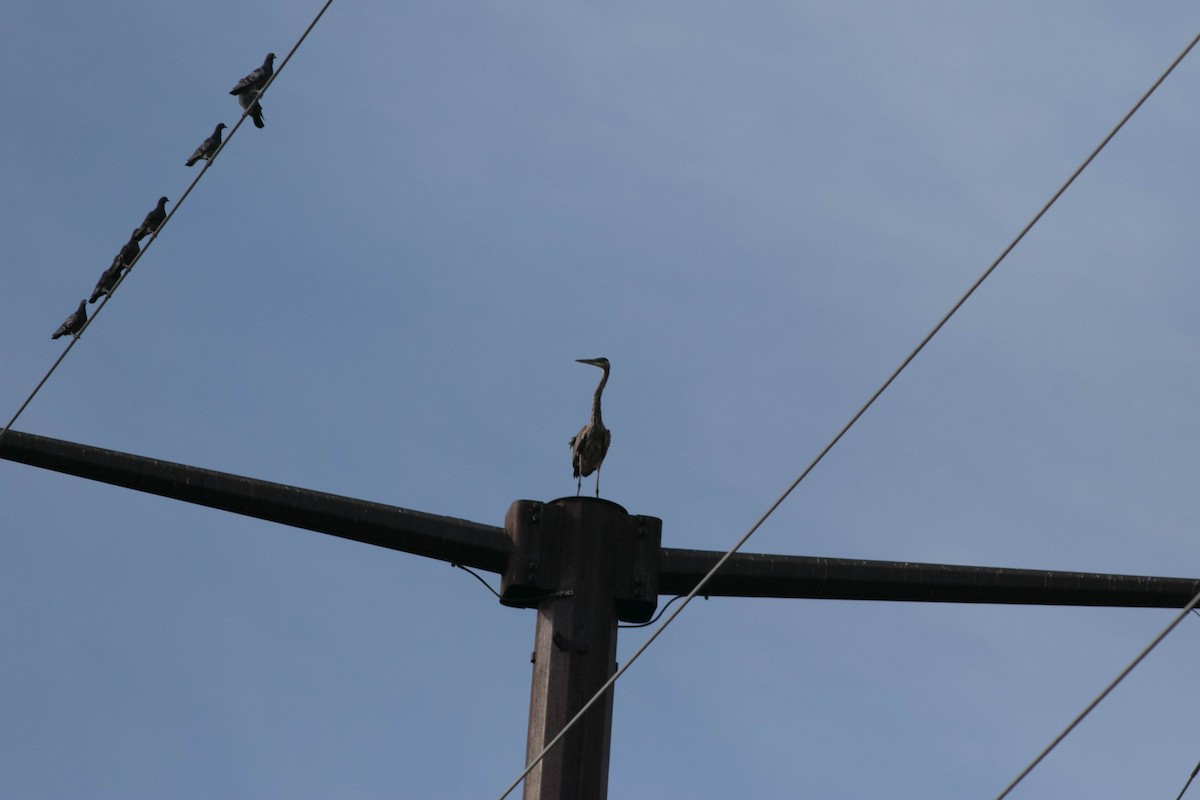 Great Blue Heron - ML642625183