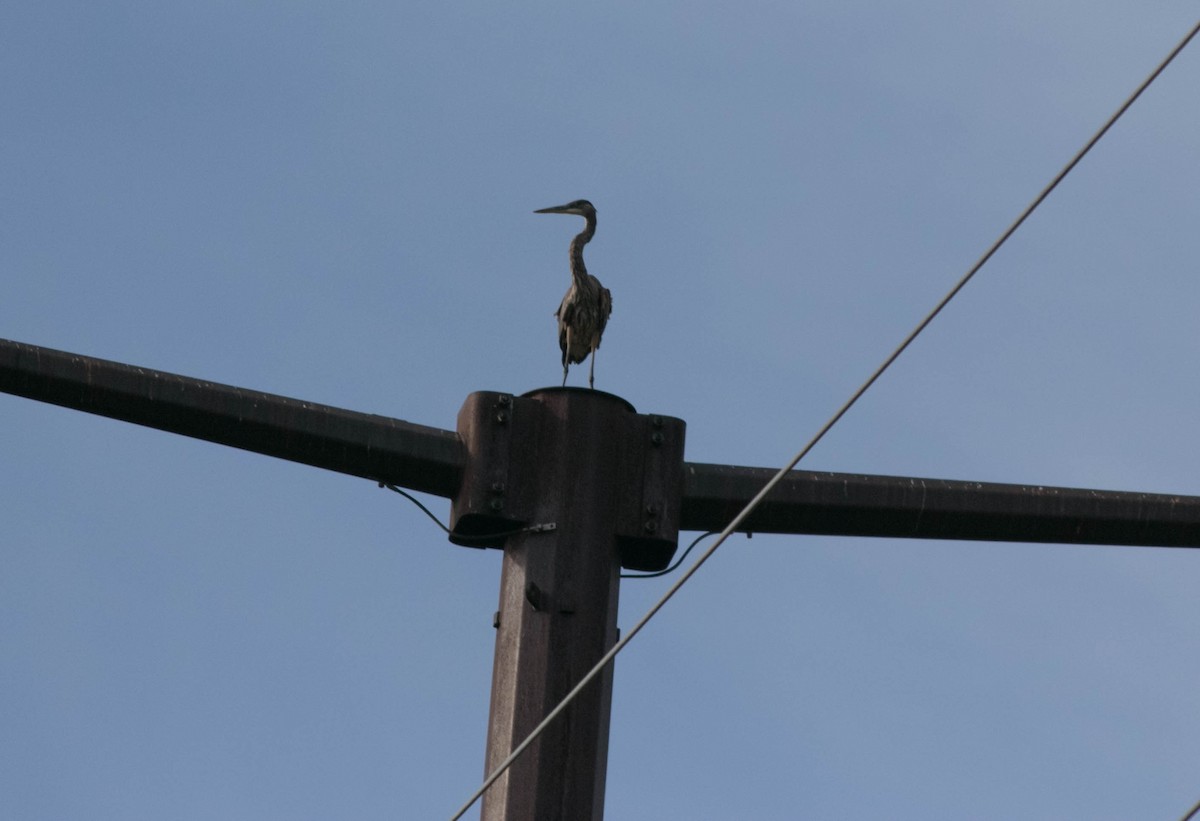 Great Blue Heron - ML642625184