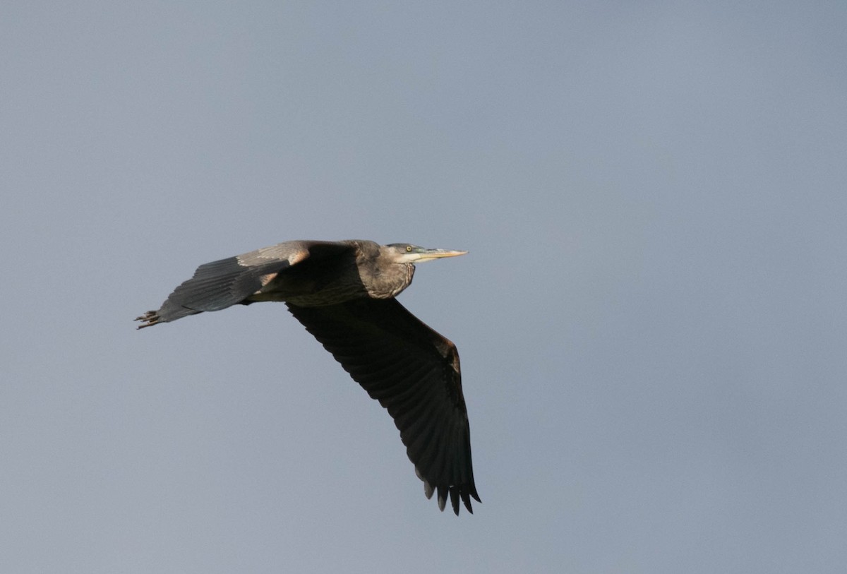 Great Blue Heron - ML642625185